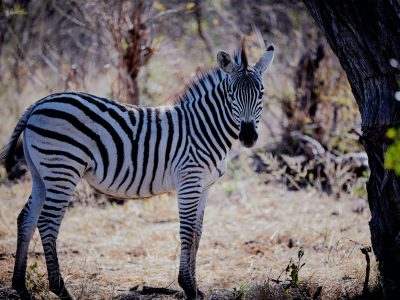 wildlife-large